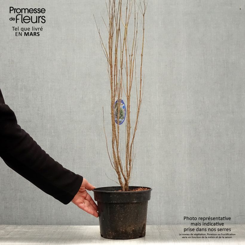 Exemplar von Bartblume Blue Balloon - Caryopteris clandonensis Topf mit 2L/3L wie im Frühjahr geliefert