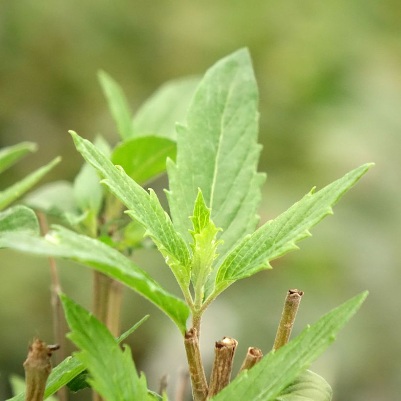 Bartblume Dark Knight - Caryopteris clandonensis (Foliage)
