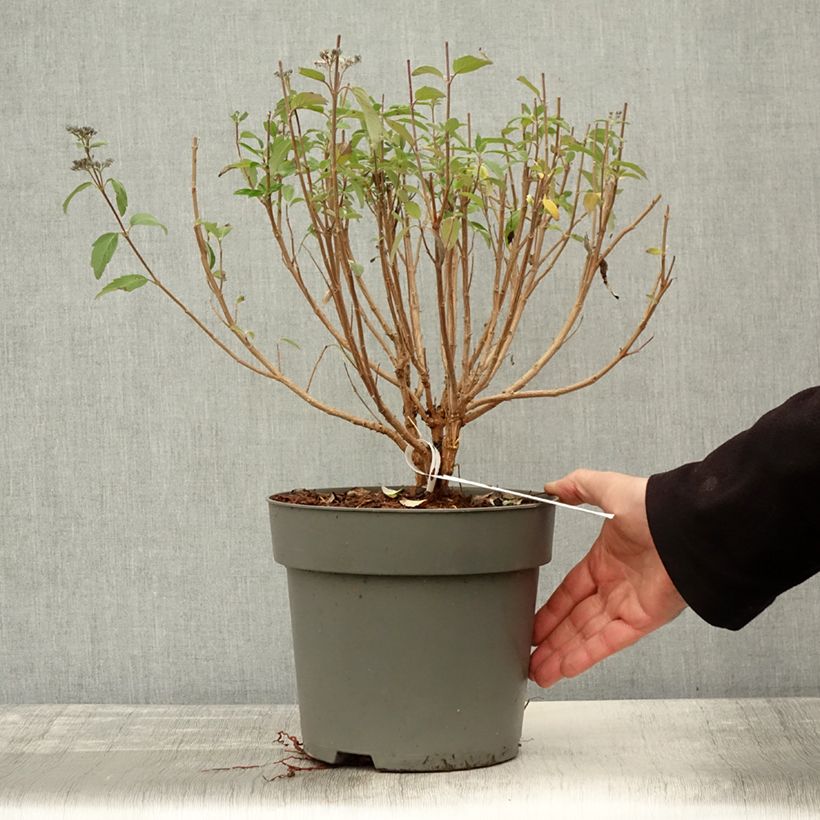 Example of Bartblume Dark Knight - Caryopteris clandonensis Topf mit 4L/5L as you get in automne