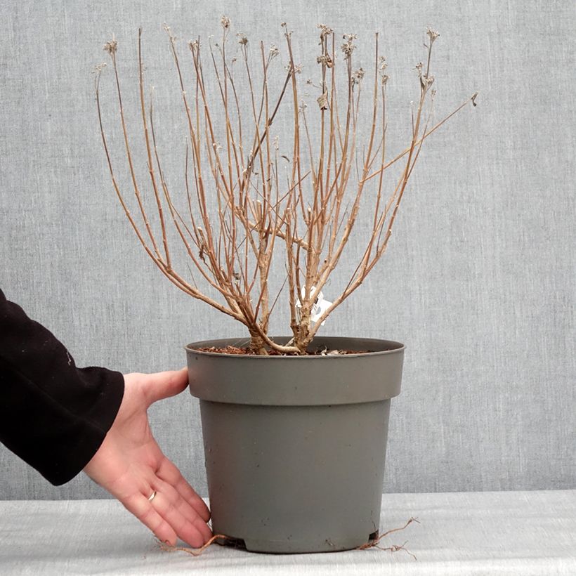 Exemplar von Bartblume Dark Knight - Caryopteris clandonensis Topf mit 4L/5L wie im Winter geliefert