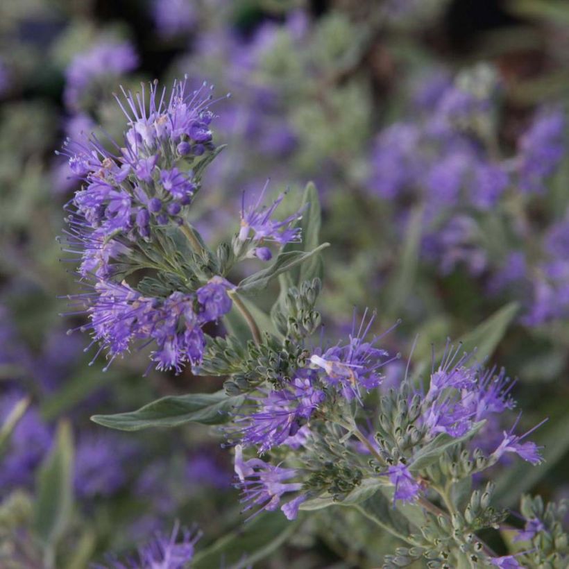Bartblume Ferndown - Caryopteris clandonensis (Flowering)