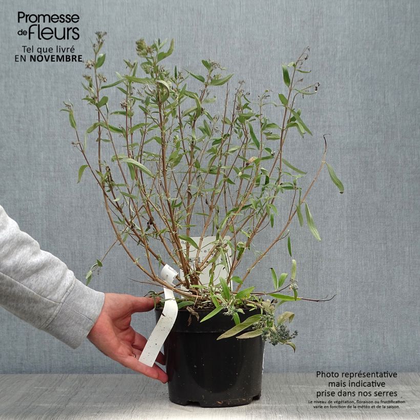 Example of Bartblume First Choice - Caryopteris clandonensis Topf mit 2L/3L as you get in automne