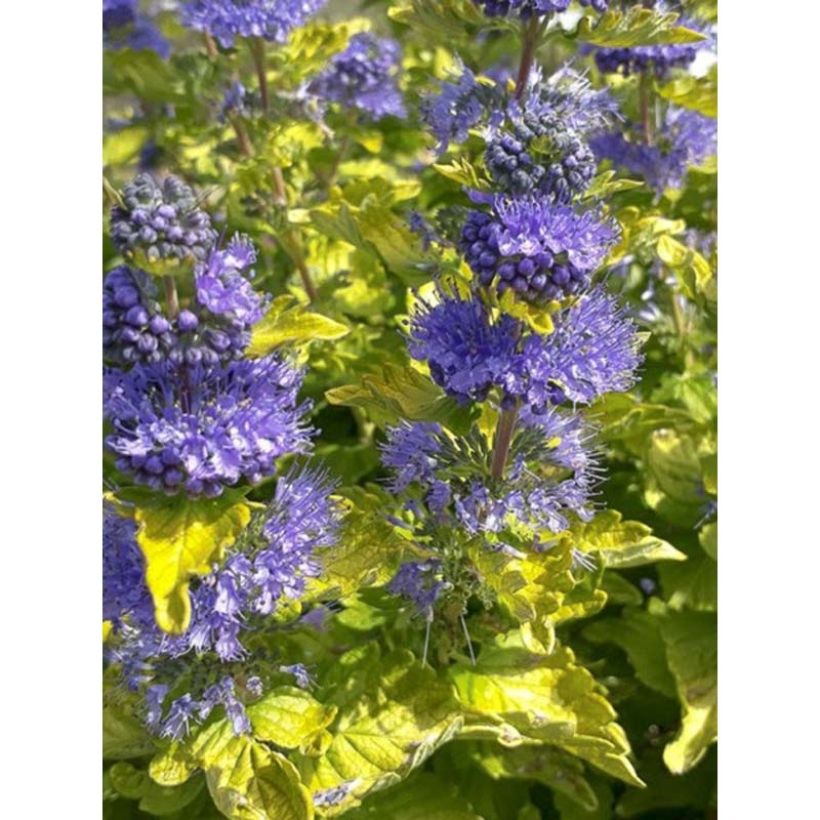 Bartblume Good as Gold - Caryopteris clandonensis (Flowering)