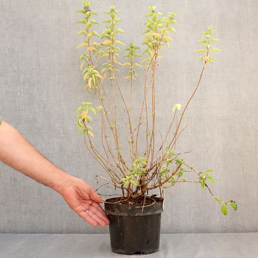 Exemplar von Bartblume Good as Gold - Caryopteris clandonensis Topf mit 2L/3L wie im Sommer geliefert