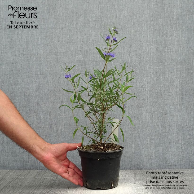 Example of Bartblume Kew Blue - Caryopteris clandonensis Topf mit 2L/3L as you get in automne