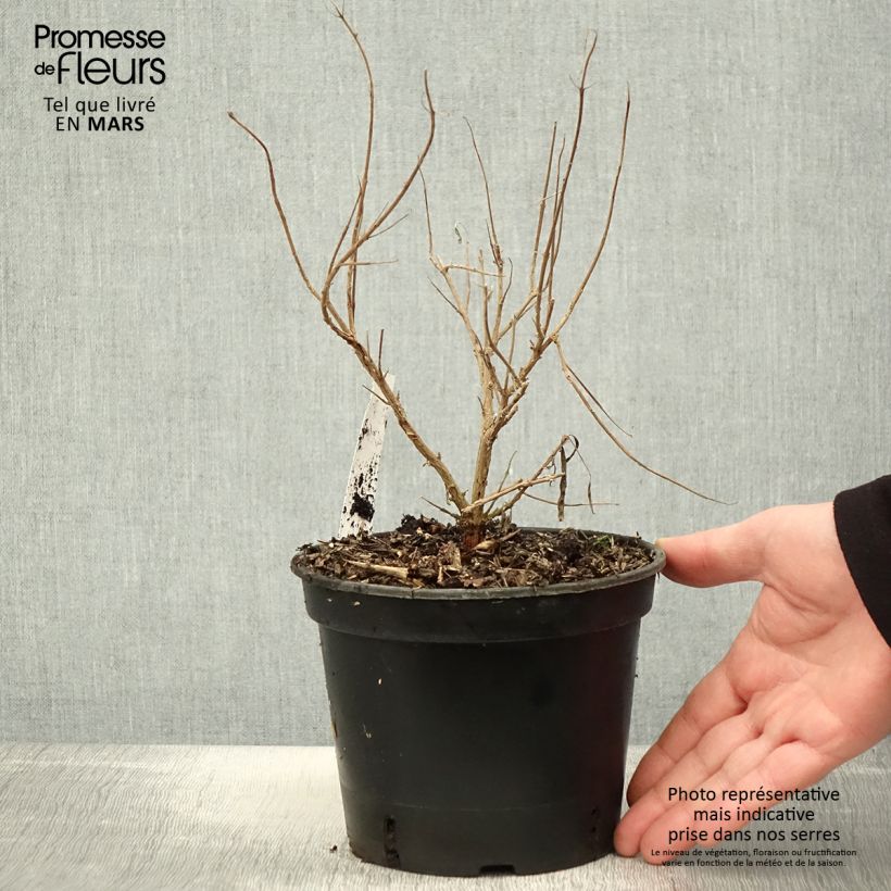 Exemplar von Bartblume Kew Blue - Caryopteris clandonensis Topf mit 2L/3L wie im Frühjahr geliefert