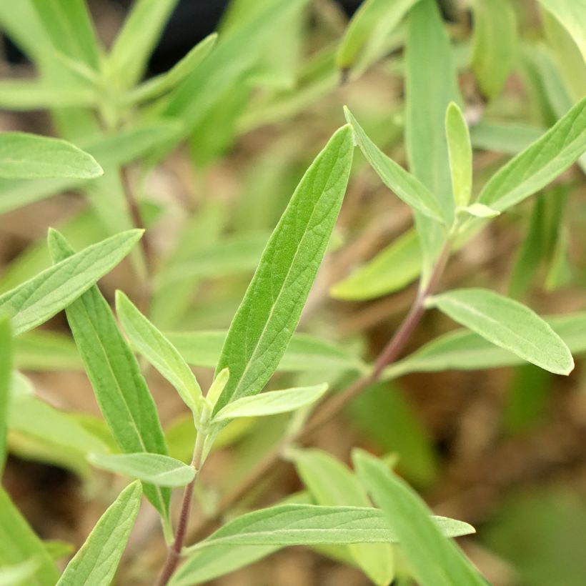 Bartblume Kew Blue - Caryopteris clandonensis (Foliage)