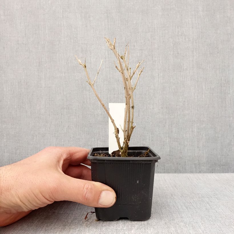 Exemplar von Bartblume Stephi - Caryopteris clandonensis Kleine Töpfe von 8/9 cm wie im Frühjahr geliefert