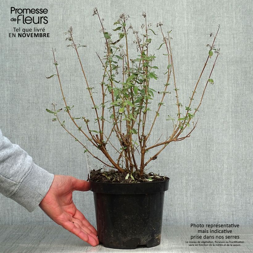 Example of Bartblume Stephi - Caryopteris clandonensis Topf mit 3L/4L as you get in automne