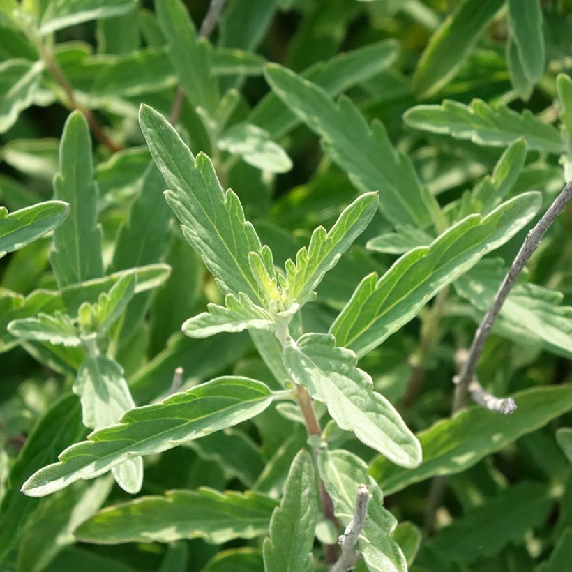 Bartblume Stephi - Caryopteris clandonensis (Foliage)