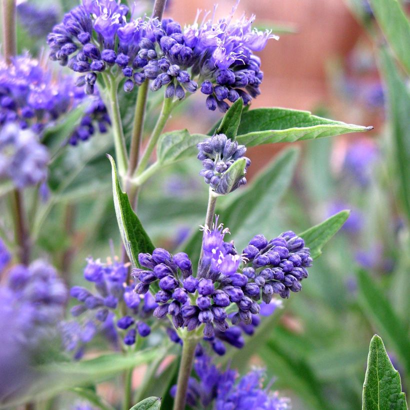 Bartblume Thetis - Caryopteris clandonensis (Flowering)