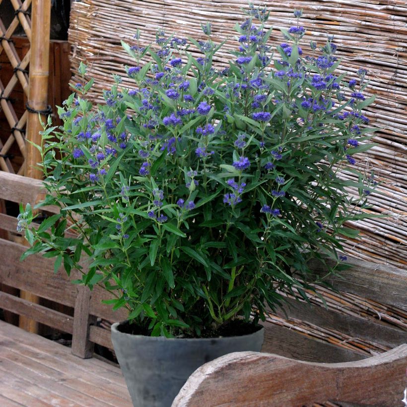 Bartblume Thetis - Caryopteris clandonensis (Plant habit)