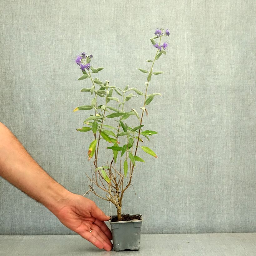 Exemplar von Bartblume Thetis - Caryopteris clandonensis Kleine Töpfe von 8/9 cm wie im Sommer geliefert