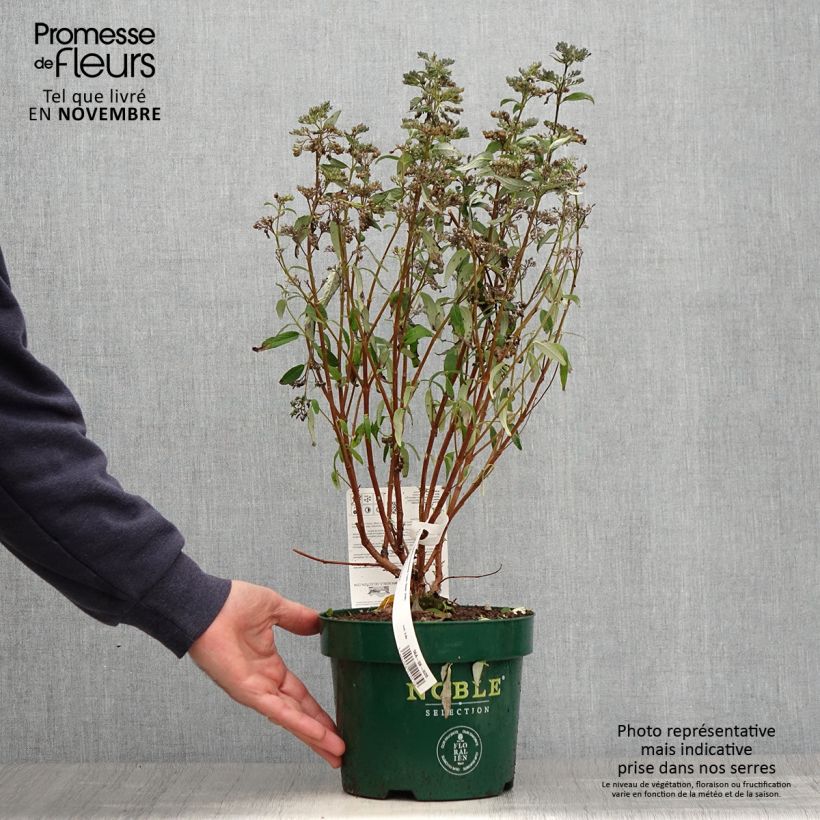 Example of Bartblume Thetis - Caryopteris clandonensis Topf mit 2L/3L as you get in automne