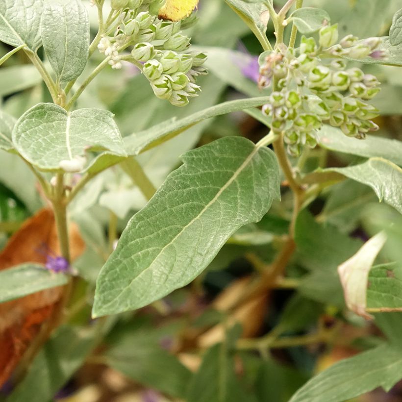 Bartblume Thetis - Caryopteris clandonensis (Foliage)
