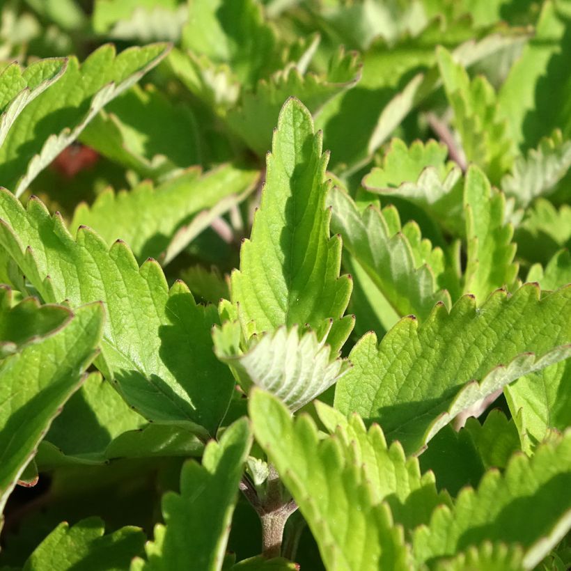 Bartblume Pavilion Pink - Caryopteris clandonensis (Foliage)