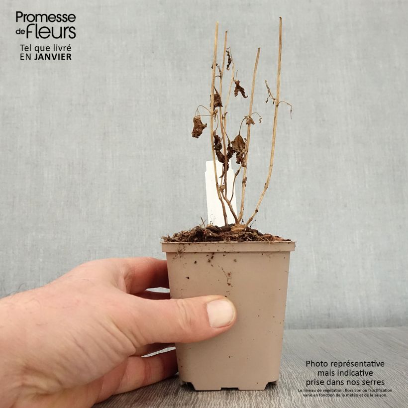 Exemplar von Caryopteris divaricata - Bartblume Kleine Töpfe von 8/9 cm wie im Winter geliefert