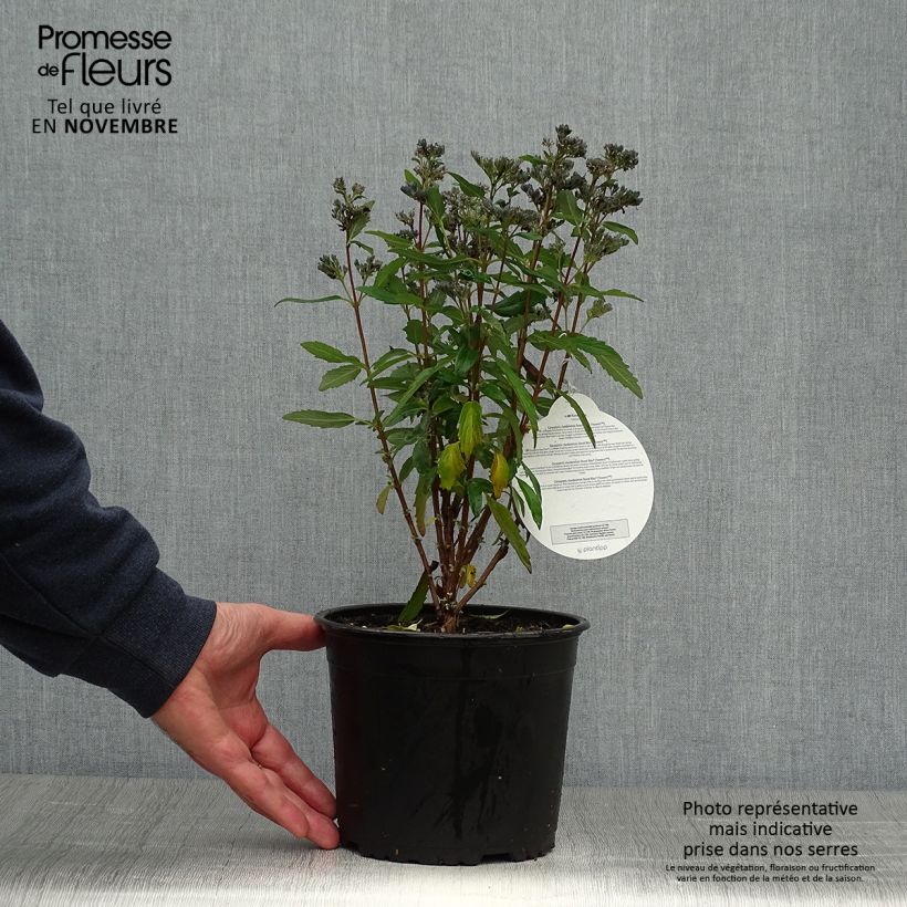 Example of Bartblume Grand Bleu - Caryopteris clandonensis Topf mit 2L/3L as you get in automne