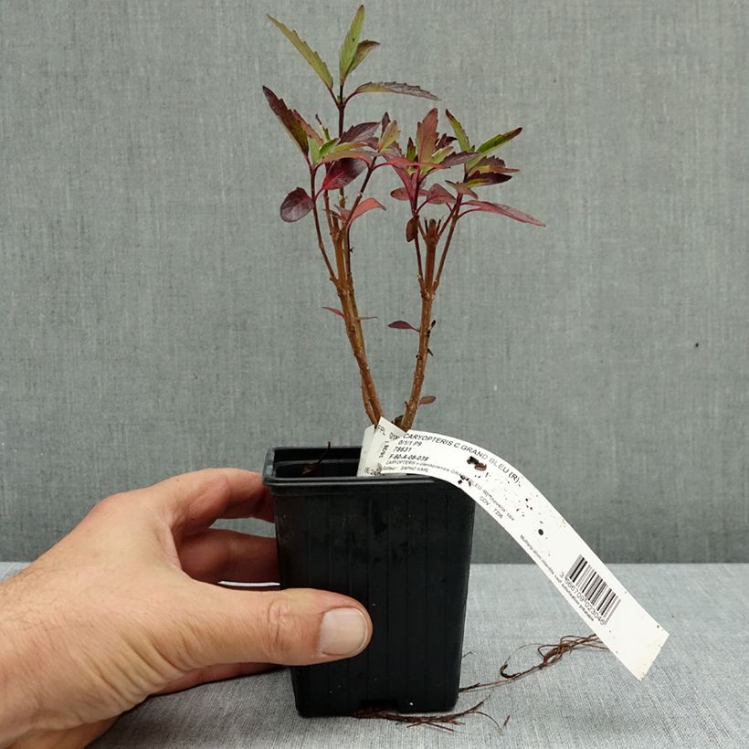 Exemplar von Bartblume Grand Bleu - Caryopteris clandonensis Kleine Töpfe von 8/9 cm wie im Herbst geliefert