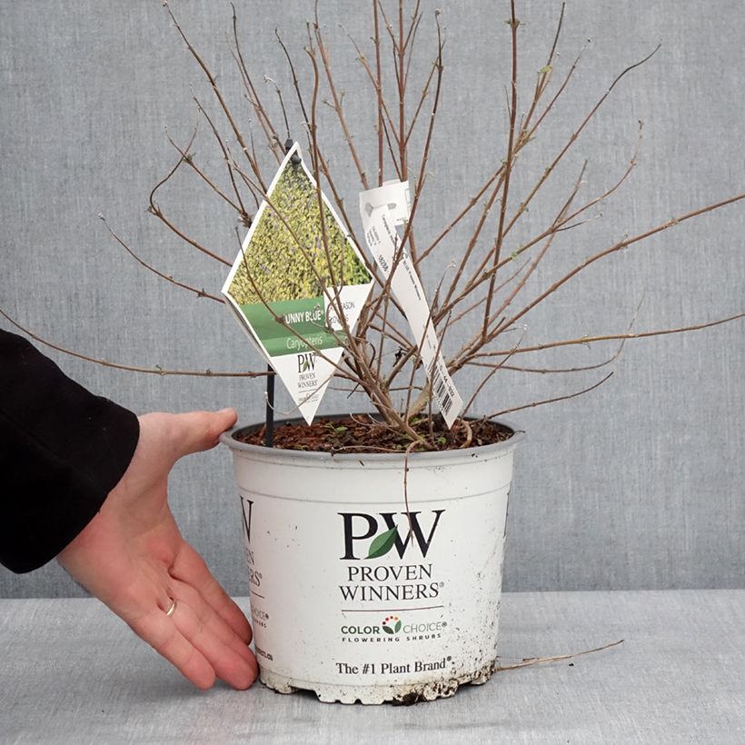 Exemplar von Caryopteris incana Sunny Blue - Bartblume Topf mit 2L/3L wie im Winter geliefert