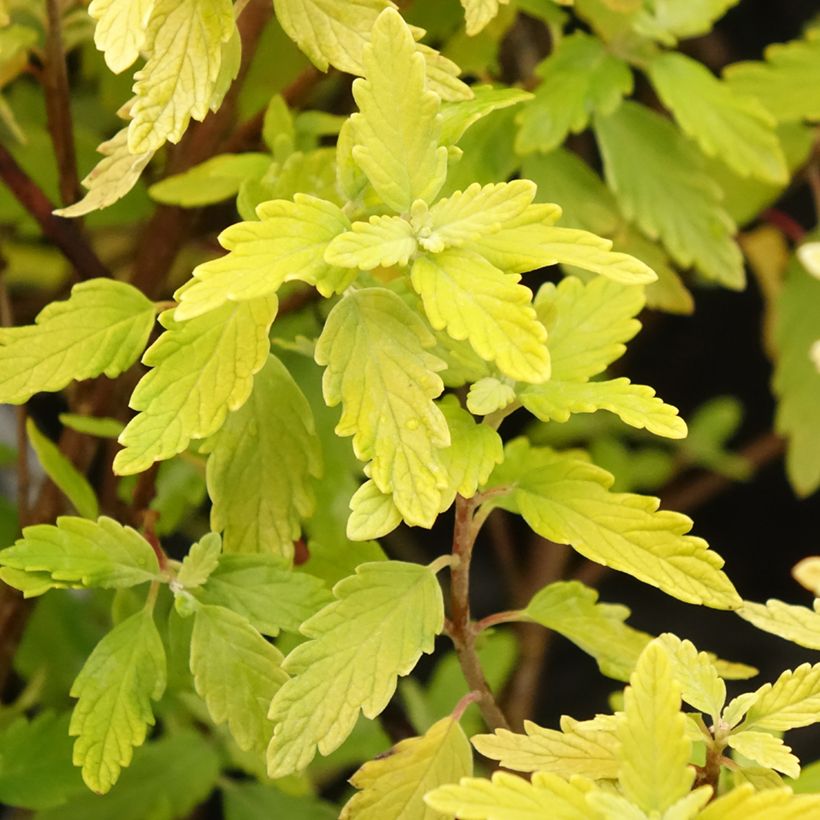 Caryopteris incana Sunny Blue - Bartblume (Foliage)