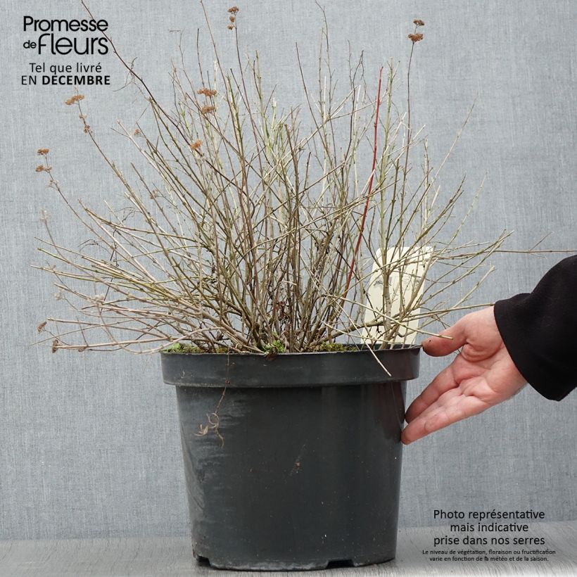 Example of Caryopteris incana Sunshine Blue - Bartblume Topf mit 7,5L/10L as you get in automne