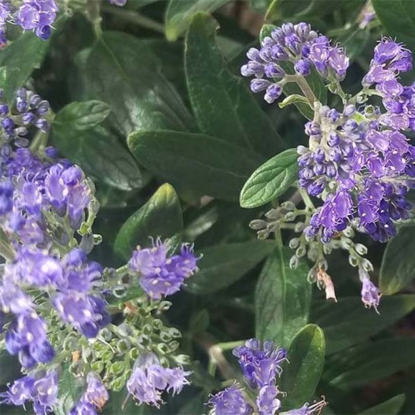 Bartblume Petit Bleu - Caryopteris clandonensis (Foliage)
