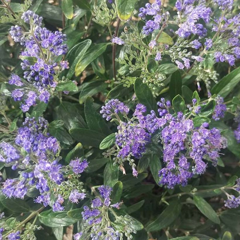 Bartblume Petit Bleu - Caryopteris clandonensis (Flowering)