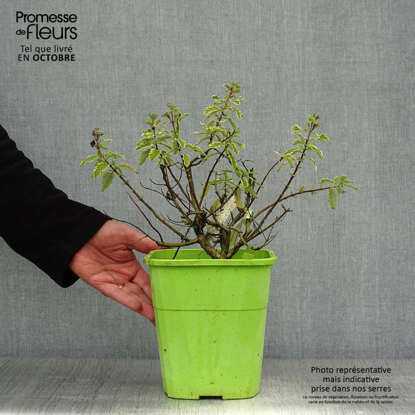 Example of Bartblume Summer Sorbet - Caryopteris clandonensis Topf mit 3L/4L as you get in automne