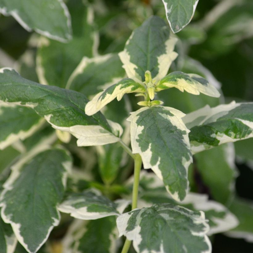 Bartblume White Surprise - Caryopteris clandonensis (Foliage)