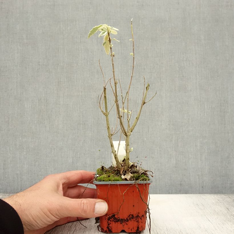 Example of Bartblume White Surprise - Caryopteris clandonensis Kleine Töpfe von 8/9 cm as you get in automne