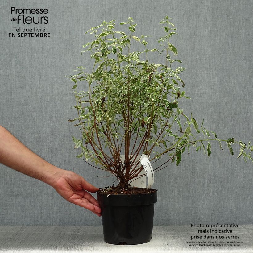 Example of Bartblume White Surprise - Caryopteris clandonensis Topf mit 2L/3L as you get in automne