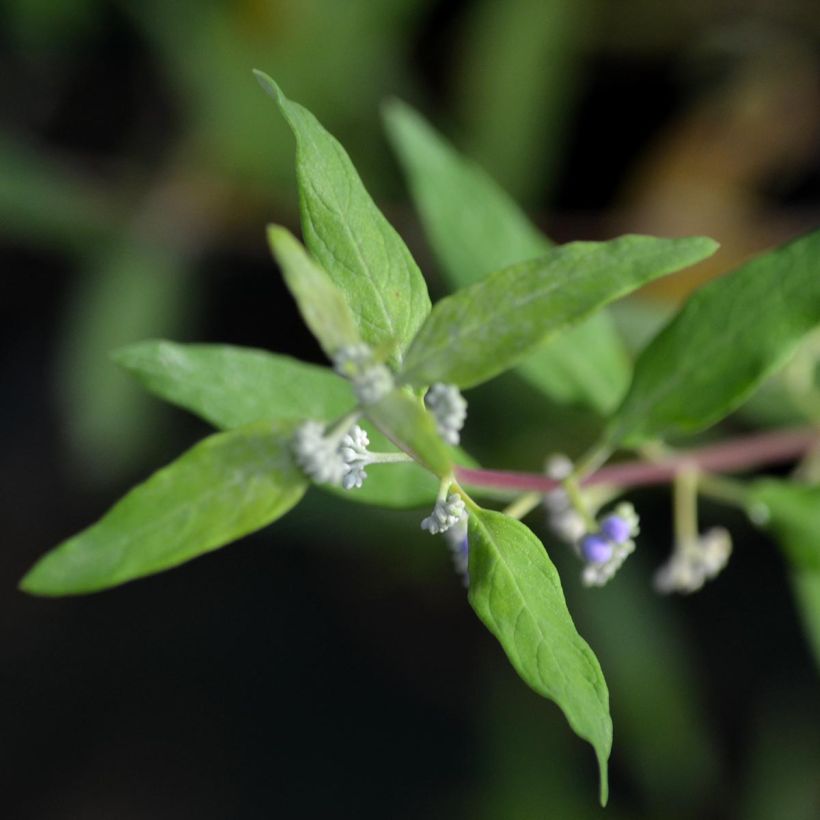 Bartblume Worcester Gold - Caryopteris clandonensis (Foliage)