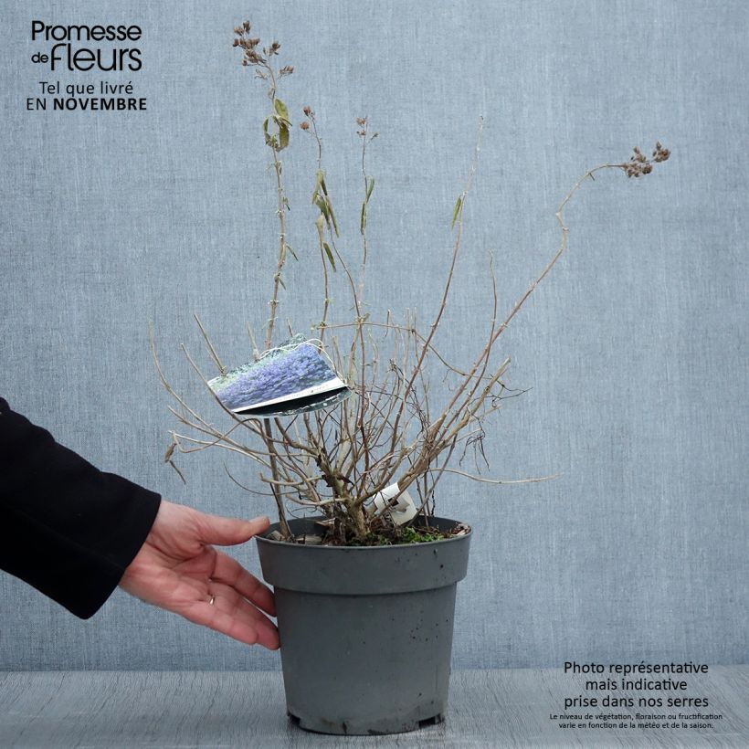 Example of Bartblume Blauer Spatz - Caryopteris clandonensis Topf mit 3L/4L as you get in automne