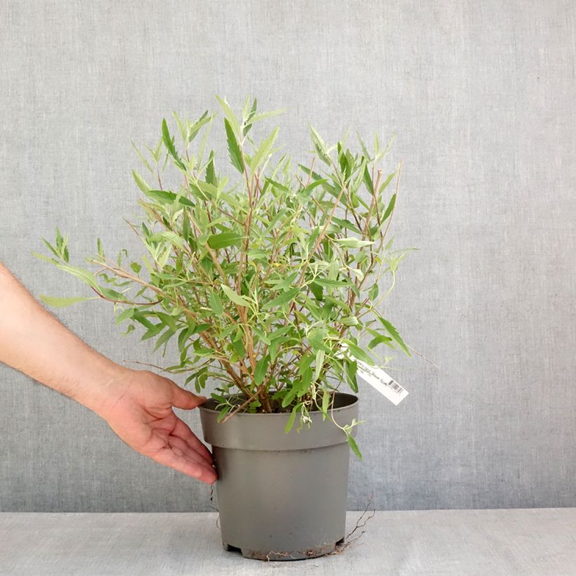 Exemplar von Bartblume Blauer Spatz - Caryopteris clandonensis Topf mit 3L/4L wie im Frühjahr geliefert