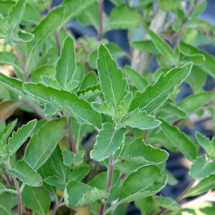Bartblume Blue Fountain - Caryopteris clandonensis (Foliage)