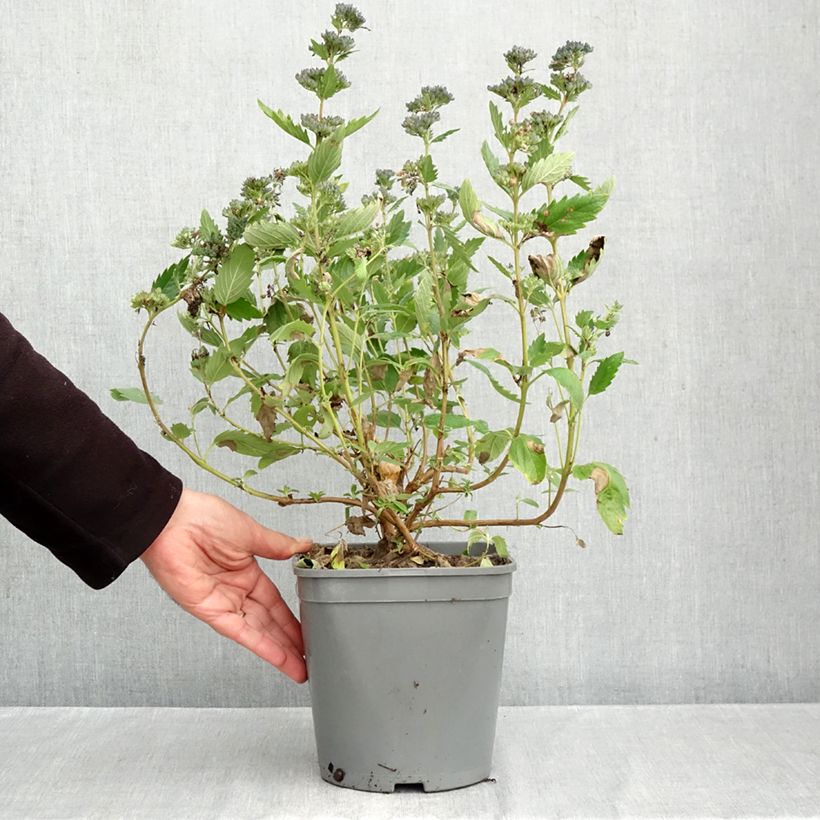 Exemplar von Bartblume Blue Fountain - Caryopteris clandonensis Topf mit 3L/4L wie im Herbst geliefert
