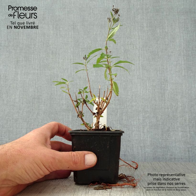 Example of Bartblume Camara Dark Blue - Caryopteris clandonensis Kleine Töpfe von 8/9 cm as you get in automne