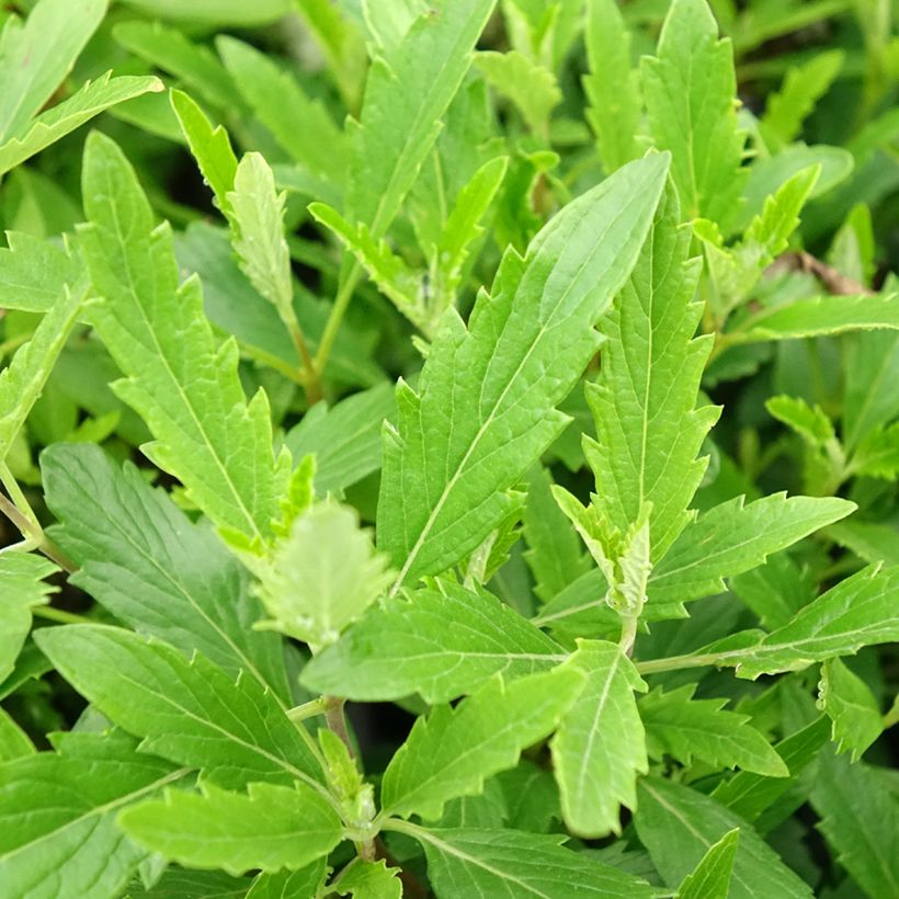 Bartblume Camara Pink - Caryopteris clandonensis (Foliage)