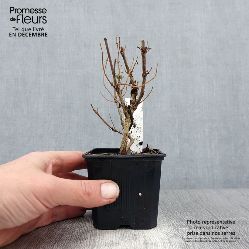 Exemplar von Bartblume Pavilion Pink - Caryopteris clandonensis Kleine Töpfe von 8/9 cm wie im Winter geliefert