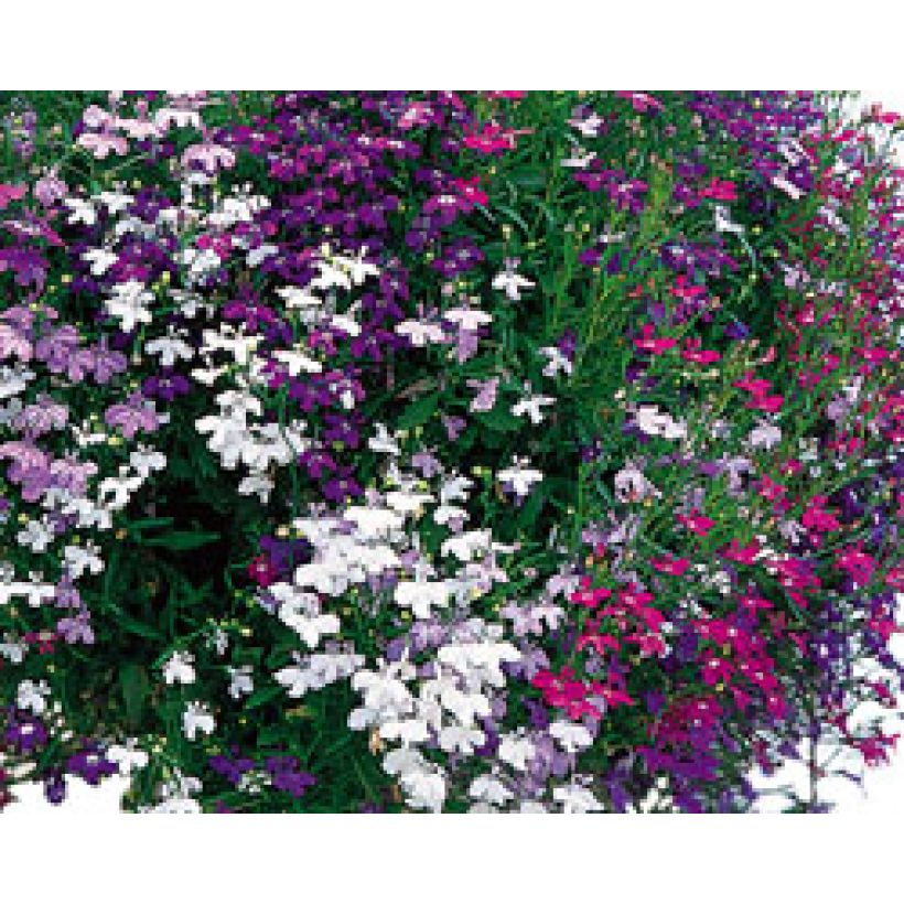 Sammlung von gelappten Lobelien (Flowering)