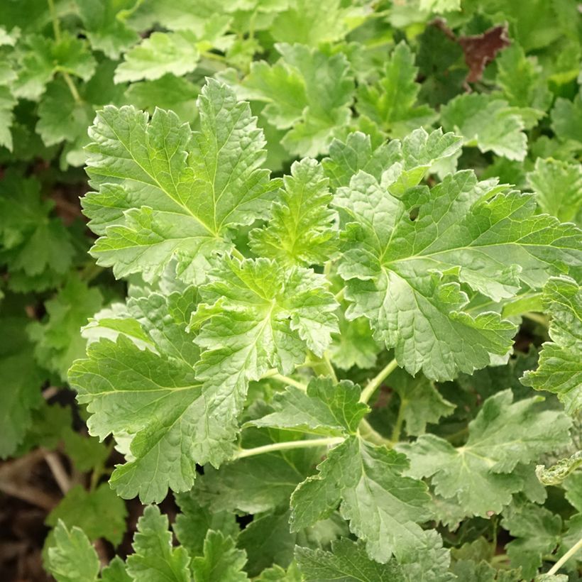 Jostabeere ConfiBeere Jodeli (Foliage)