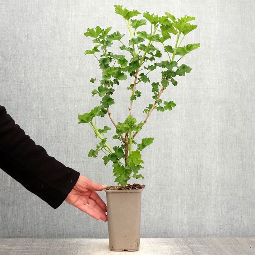 Exemplar von Jostabeere ConfiBeere Jodeli Topf mit 1,5L/2L, Strauch wie im Frühjahr geliefert