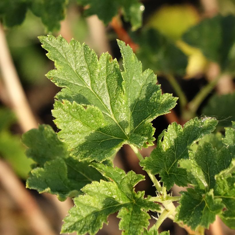 Jostabeere ConfiBeere Jofruti (Foliage)