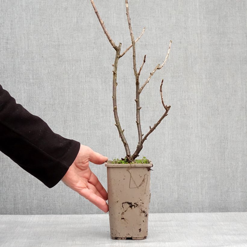 Exemplar von Jostabeere ConfiBeere Jofruti Topf mit 1,5L/2L, Strauch wie im Winter geliefert