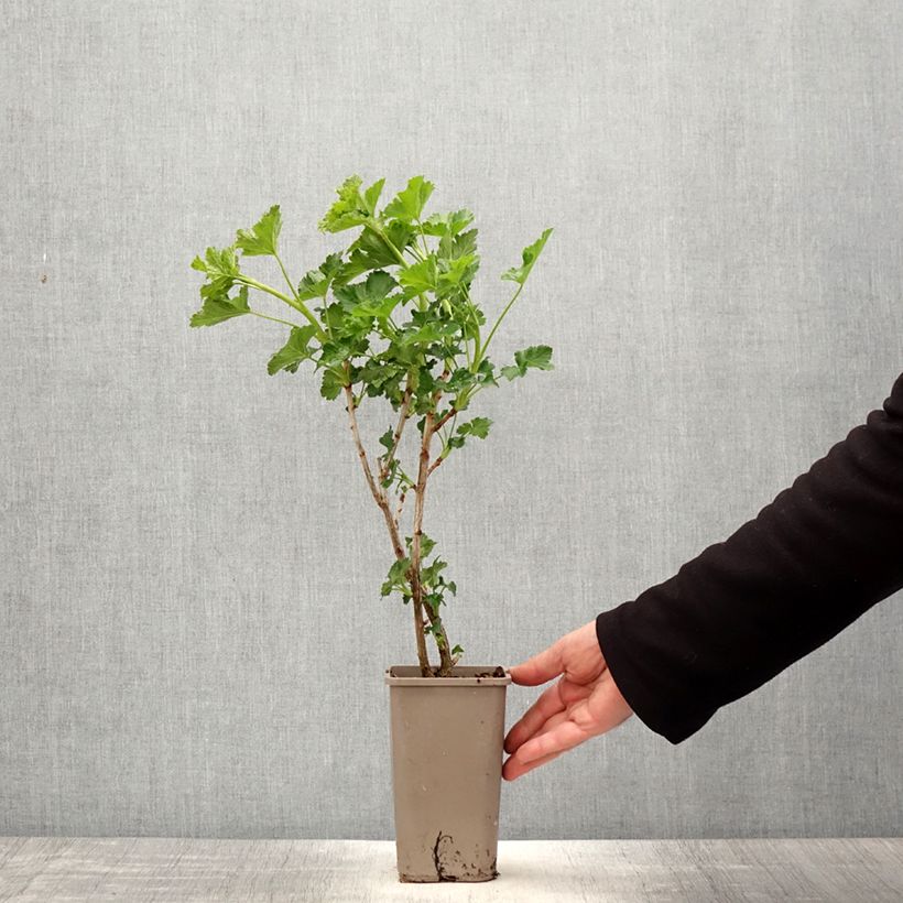 Exemplar von Jostabeere ConfiBeere Jofruti Topf mit 1,5L/2L, Strauch wie im Frühjahr geliefert
