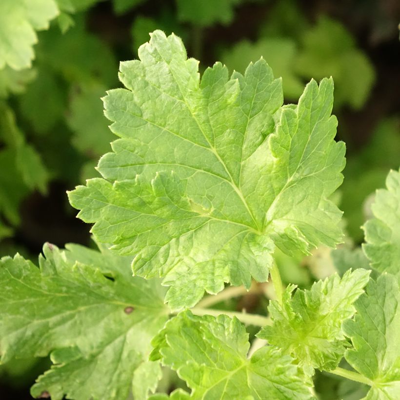 Jostabeere ConfiBeere Jogusto (Foliage)