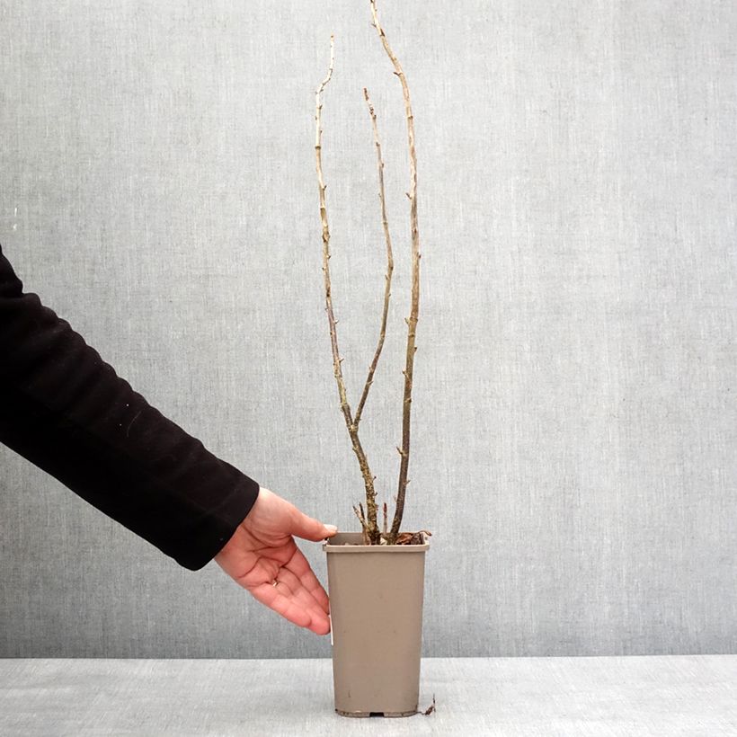 Exemplar von Jostabeere ConfiBeere Jodeli Topf mit 1,5L/2L, Strauch wie im Winter geliefert