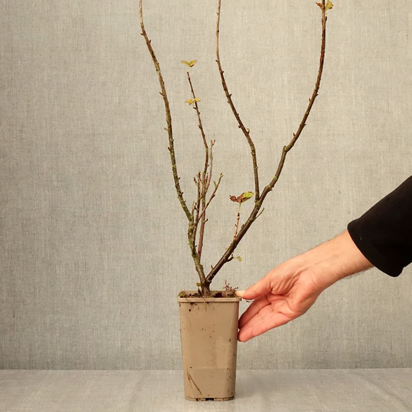 Exemplar von Jostabeere ConfiBeere Jofruti Topf mit 1,5L/2L, Strauch wie im Herbst geliefert