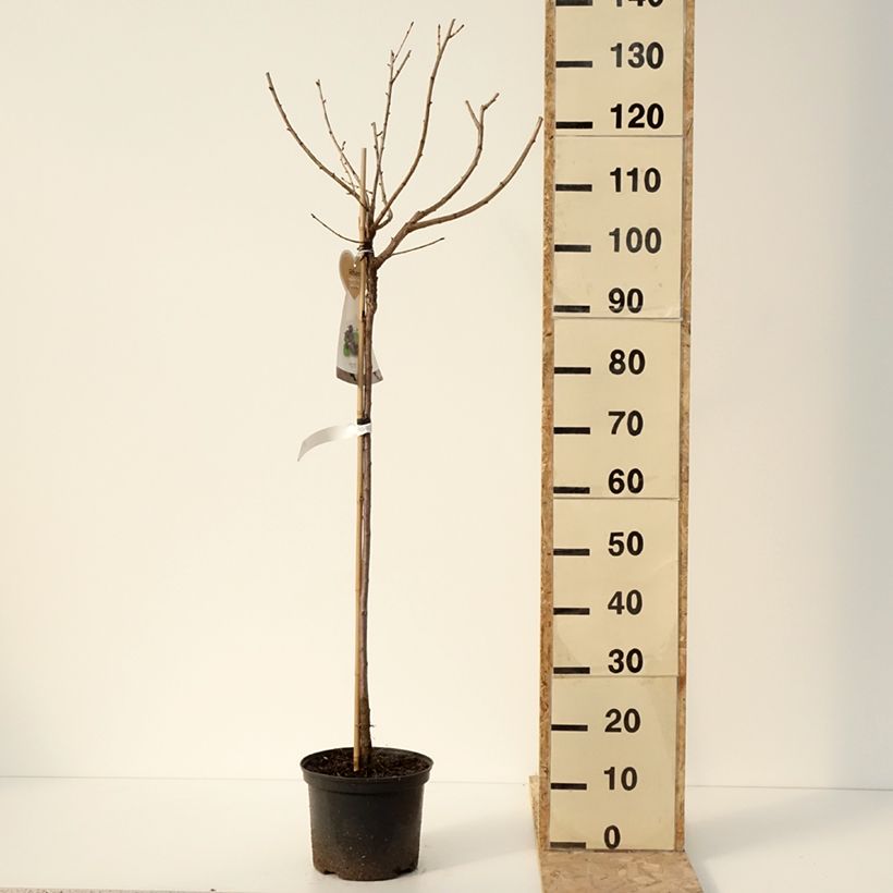 Example of Jostabeere Jostaberry Topf mit 4L/5L, Halbstamm as you get in hiver